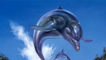 Ecco the Dolphin